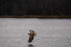 seeadler-emsland-3
