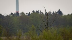 seeadler-emsland