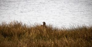 seeadler-emsland-4