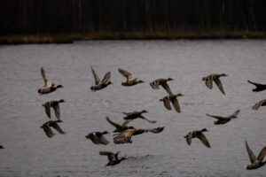 seeadler-emsland-4