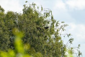seeadler-emsland-5