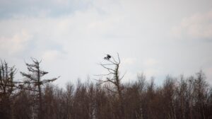 seeadler-erste-sichtung