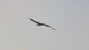 seeadler-zweite-sichtung